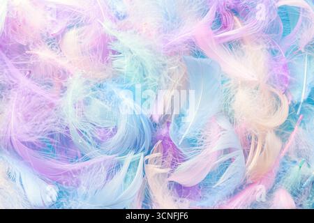 Vue rapprochée de plumes colorées. Fond pastel angélique Banque D'Images