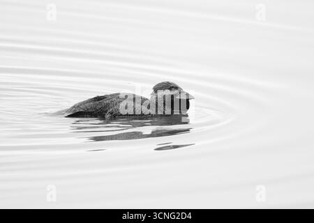 Image en noir et blanc d'un canard musqué mâle, Biziura lobata, nageant sur le lac Bibra, en Australie occidentale. Banque D'Images