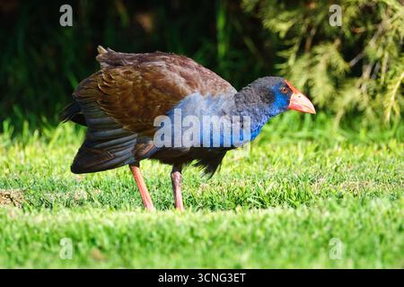 Porphyrio melanotus, un marais australasien, également connu sous le nom de poule des marais pourpres, à Herdsman Lake, Perth, Australie occidentale. Banque D'Images