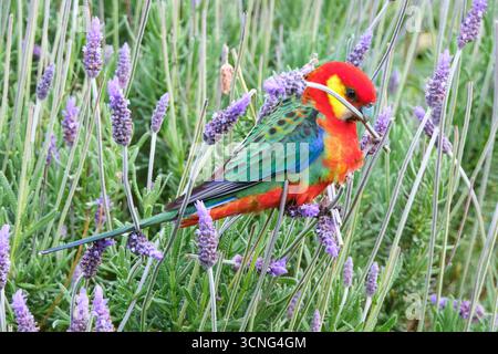 Platycercus icterotis, un mâle de Rosella occidentale, mangeant des graines de fleurs de lavande dans un jardin à Augusta, dans le sud-ouest de l'Australie occidentale. Banque D'Images