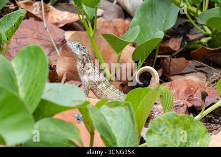 Lézard à queue frisée du Nord (leiocephalus carinatus) caché dans l'herbe et les feuilles tombées Banque D'Images