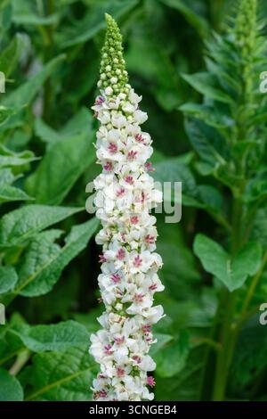 Album Verbascum chaixii, molène blanche à feuilles d'ortie, flèches en forme de soucoupe, fleurs blanches avec centres mauves à la fin de l'été Banque D'Images