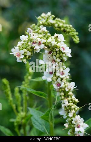 Album Verbascum chaixii, molène blanche à feuilles d'ortie, flèches en forme de soucoupe, fleurs blanches avec centres mauves à la fin de l'été Banque D'Images