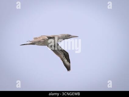 Gannet nordique (Morus bassanus) un juvénile unique volant contre un ciel bleu gris terne. Banque D'Images