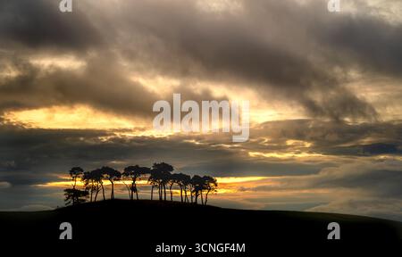 Un groupe de pins écossais, silhouetté contre un ciel sombre à l'aube Banque D'Images