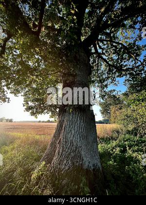 Un chêne anglais singulier sur le bord d'un champ dans le Norfolk rural Banque D'Images