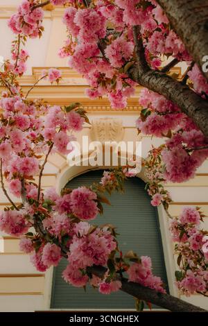 Cerisiers roses en fleurs encadrant une fenêtre historique ornée sur une façade de ville classique au printemps Banque D'Images