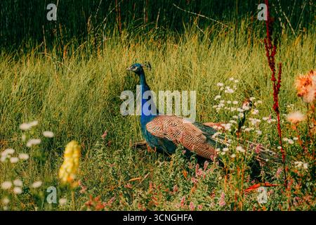 Un paon vibrant marchant à travers de grandes herbes vertes et des fleurs sauvages dans la lumière du soleil Banque D'Images