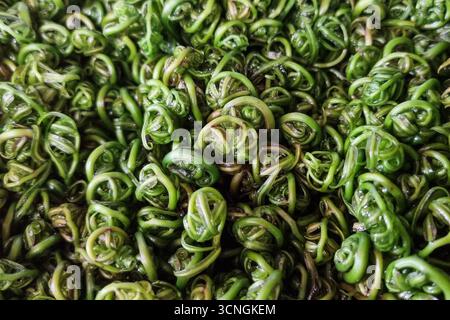 Gros plan de la fougère Paku midin ou bidin, un légume traditionnel et populaire au Sarawak, vendu dans un étal de marché Banque D'Images