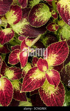 Superbes motifs naturels de Coleus Scutellaroides 'Red Dwarf'. Gros plan sur le portrait de plante à fleurs. coloré, textures, équilibre, espace négatif, audacieux Banque D'Images
