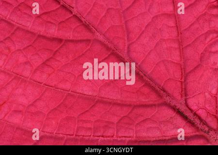 Gros plan du dos d'une feuille rose vif d'une plante Coleus Banque D'Images
