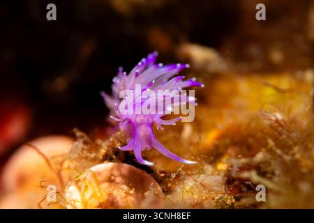 Flabellina, Flabellina affinis, Nudibranch, Illa Mateua, l'Escala, Catalogne, Espagne Banque D'Images