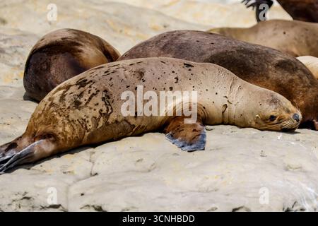 Un grand groupe d'otaries sud-américaines (Otaria flavescens) se prélasse sur les rochers côtiers ensoleillés près des rives de la péninsule de Valdés, un He mondial de l'UNESCO Banque D'Images