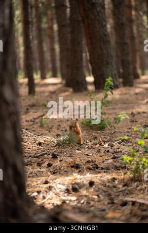 Une scène de forêt sereine avec de grands pins et un tapis d'aiguilles de pin sur le sol. La lumière du soleil filtre à travers les branches, créant un atmo paisible Banque D'Images