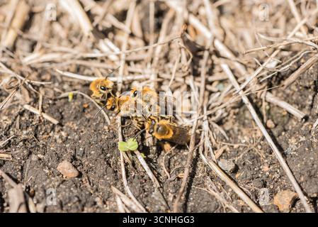 Accouplement 'boule' d'abeilles litières (Colletes hederae) à un site de nidification - Rye House Station, Herts Banque D'Images