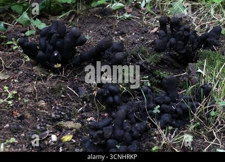 Doigts d'homme mort, Xylaria polymorpha, Xylariaceae. ROYAUME-UNI. Xylaria polymorpha, communément appelé doigts de l'homme mort, est un champignon saprobien cosmopolite. Banque D'Images