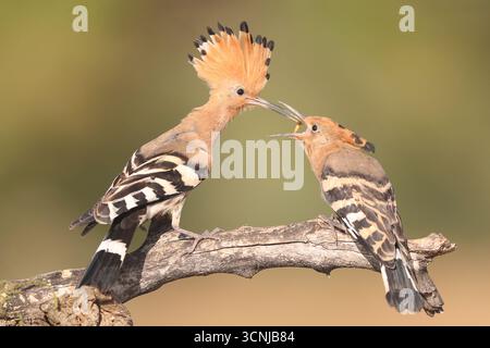 Hoopoe eurasien (Upupa epops) nourrissant son poussin d'un ver Banque D'Images