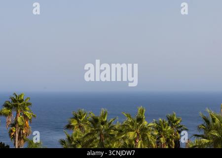 Vue panoramique de palmiers se balançant doucement dans la brise, surplombant la vaste étendue de l'océan tranquille sous un ciel serein Banque D'Images