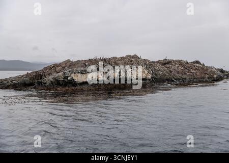 Un groupe d'otaries sud-américaines (Otaria flavescens) repose sur une île rocheuse près d'Ushuaia, avec les eaux froides du canal Beagle dans l'arrière-pays Banque D'Images