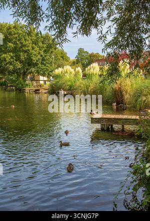 Zone boisée animée avec étang de pêche à Redditch, Royaume-Uni. Banque D'Images