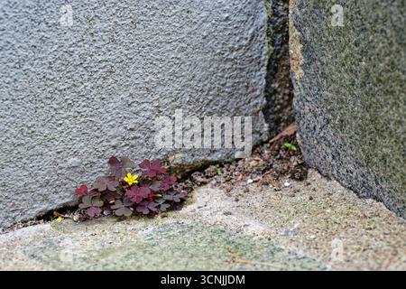 Entre les pavés bruts, une petite plante force à travers. Les feuilles violettes triangulaires s'étendent comme un trèfle, et une fleur jaune vif s'ouvre au-dessus du Banque D'Images