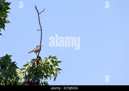 Oiseaux volant au-dessus des vignobles au Chili Banque D'Images