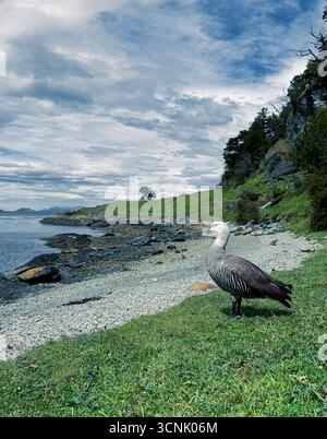 Sauvage Caiquen Común marche au bord de la mer dans un cadre de vie naturel sur la côte. Ushuaia, Patagonie Argentine Banque D'Images