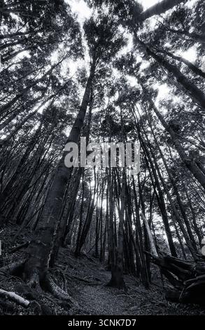 Forêt dense en noir et blanc sur le chemin de Cerro McKay Banque D'Images