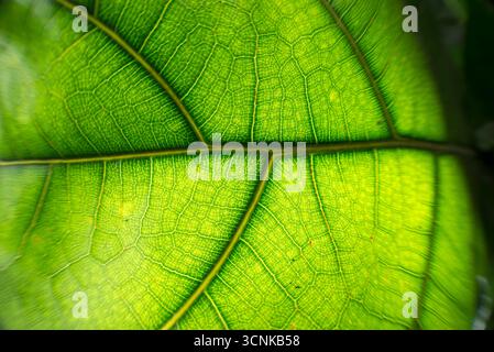 Photographie macro d'une feuille verte montrant des veines détaillées et la lumière du soleil filtrant à travers, mettant en évidence la texture cellulaire et les motifs naturels du Banque D'Images