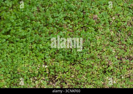 Gros plan des larmes de bébé de plantes de couverture de sol vertes denses (Soleirolia soleirolii) formant une texture naturelle de tapis dans le jardin. Banque D'Images