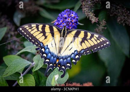 Eastern Tiger Swallowtail (Papilio glaucus) femelle - Flat Rock, Caroline du Nord, USA Banque D'Images