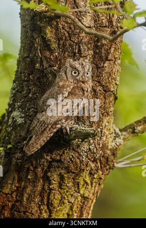 Le hibou eurasien (Otus scops), également connu sous le nom de hibou européen, se marie magnifiquement avec l'écorce de l'arbre Banque D'Images