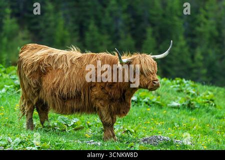 Le Highland Scottish Gaelic est une race écossaise de bovins rustiques dans les montagnes Banque D'Images