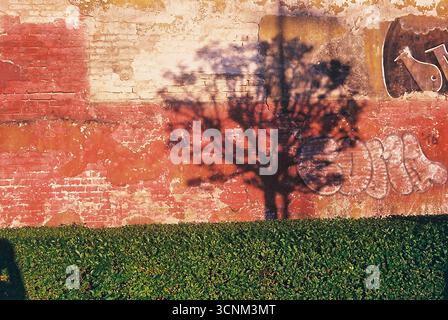 Photographie analogique d'un mur en décomposition avec des ombres d'arbres projetées à travers lui au coucher du soleil. La lumière et les textures chaleureuses et nostalgiques créent une atmosphère calme et émotionnelle Banque D'Images
