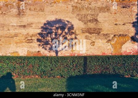 Photographie analogique d'un mur en décomposition avec des ombres d'arbres projetées à travers lui au coucher du soleil. La lumière et les textures chaleureuses et nostalgiques créent une atmosphère calme et émotionnelle Banque D'Images