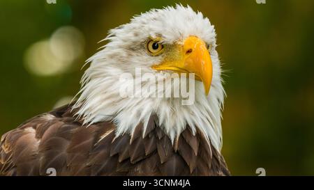 Aigle chauve. Vue rapprochée de Haliaeetus leucocephalus. Majestueux portrait d'aigle chauve. Banque D'Images