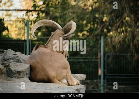 Mouton de Barbarie reposant sur le sol avec de grandes cornes courbées au zoo de Belgrade. Vue arrière. Banque D'Images