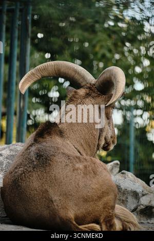 Mouton de Barbarie reposant sur le sol avec de grandes cornes courbées au zoo de Belgrade. Vue arrière. Banque D'Images