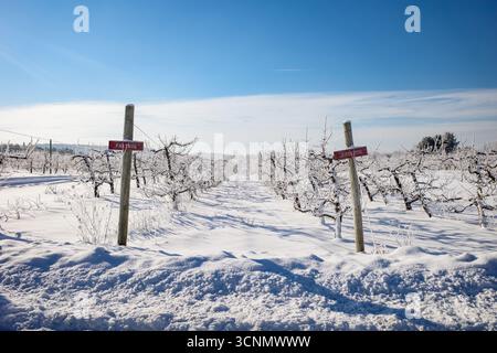 Verger de pommiers d'hiver couvert de glace et de neige Banque D'Images