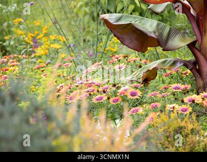 Champ de marguerites africaines dans le jardin de fleurs sauvages Banque D'Images