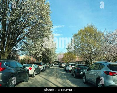 Philadelphie, Pennsylvanie, États-Unis - 29 avril 2025 : une rue résidentielle tranquille au printemps avec des arbres fleuris et des voitures garées à Philadelphie. Banque D'Images