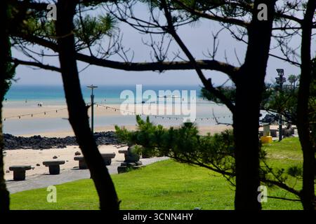 Les pins du rivage encadrent une vue sur le lagon peu profond de Pyoseon où les gens pataugent sur le banc de sable à marée basse. Tabourets en pierre et une lampe bordent la promenade ab Banque D'Images