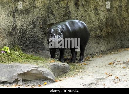 Gros plan d'un hippopotame pygmée mignon et drôle (Choeropsis liberiensis), un petit hippopotame africain, marchant lourdement à travers les marais du Liberia Banque D'Images