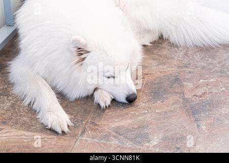 Chien Samoyed avec fourrure blanche moelleuse dormant sur le sol à l'intérieur. Animal calme, chien arctique de race pure, compagnon amical, scène détendue dans un environnement domestique confortable Banque D'Images