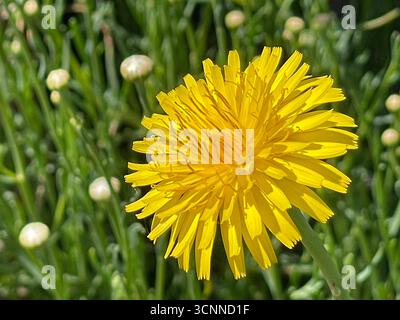 Fleur de pissenlit. fermer la vue. Banque D'Images