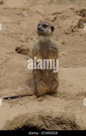 Gros plan vertical d'une jolie suricate (Suricata suricatta) debout sur le rocher, tournant la tête vers la gauche, observant attentivement le désert sud-africain Banque D'Images