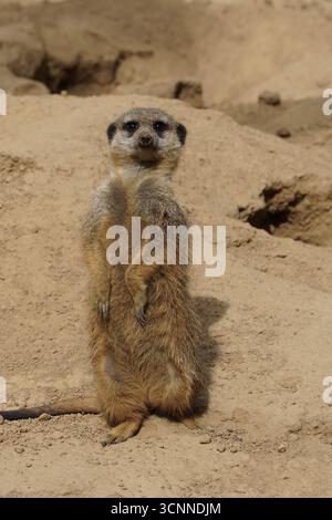 Gros plan frontal d'une suricate (Suricata suricatta, ou suricate) mignonne et drôle, debout sur un rocher dans le désert sud-africain, regardant ses environs Banque D'Images