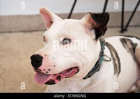 Chien Pitbull avec des marques de bringée couché sur une terrasse, haletant et se reposant Banque D'Images