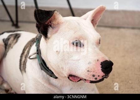 Portrait de chien pitbull blanc et noir reposant sur le sol montrant la langue et le nez noir Banque D'Images