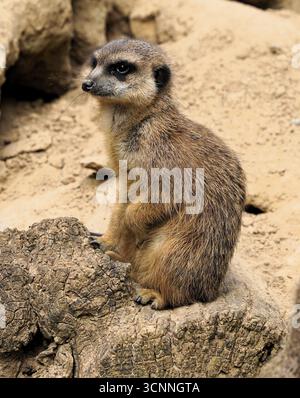 Gros plan d'une suricate mignonne et drôle (suricata suricatta) assise sur un rocher dans le désert d'Afrique du Sud Banque D'Images